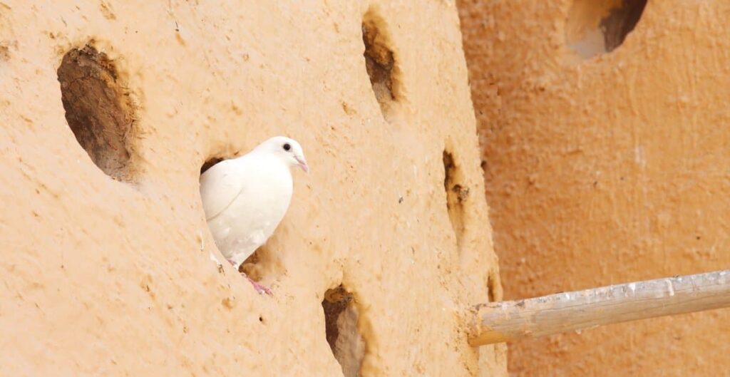 A dove in a hole